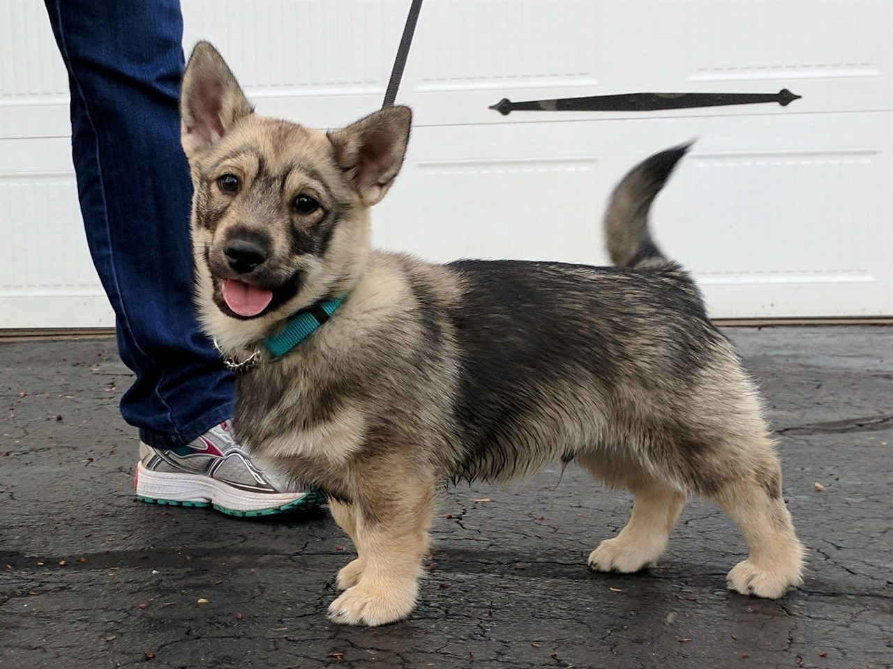 Side view of Swedish Valhund Puppy standing infront of garage door wearing a leash