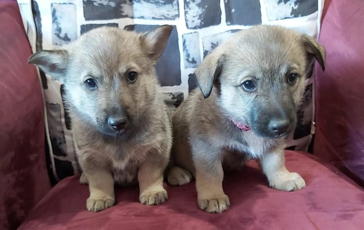 Two adorable Swedish Valhund Puppies sitting on a red wine chair