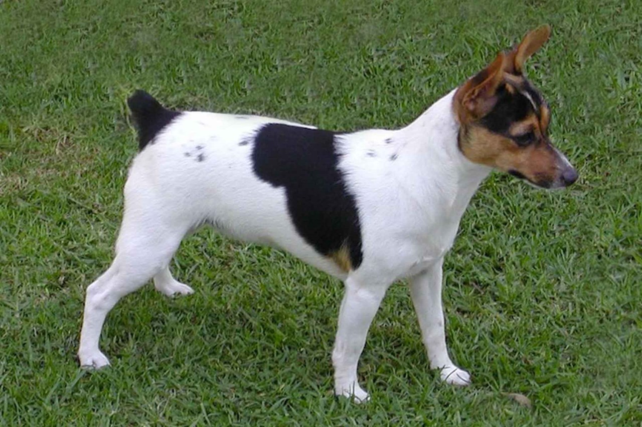 Side view of Tenterfield Terrier Dog standing on green grass