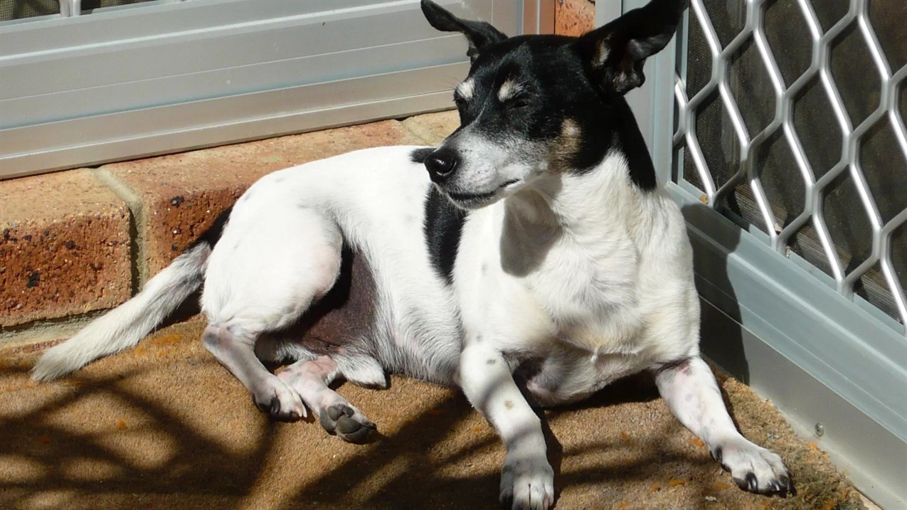 Tenterfield Terrier Dog laying on the ground enjoying sunny day