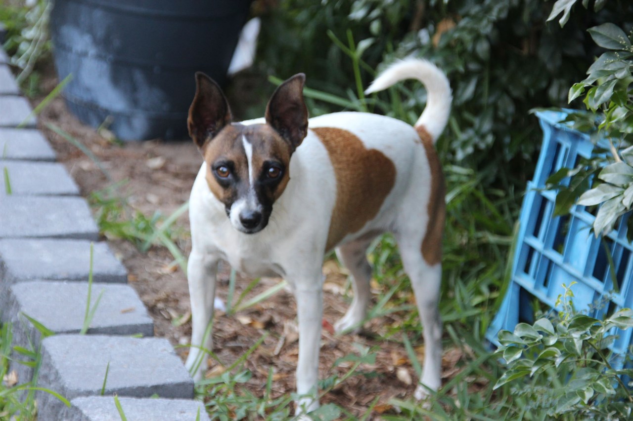 Tenterfield Terrier Dog standing next to a walking patch looking curious at camera