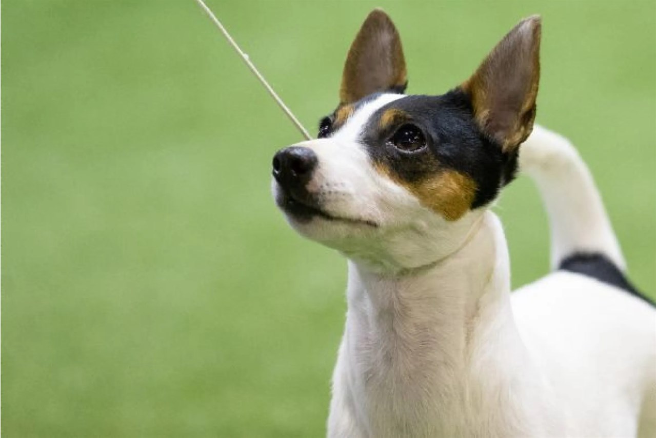 Close up view of Tenterfield Terrier Dog looking up wearing a thin rope leash