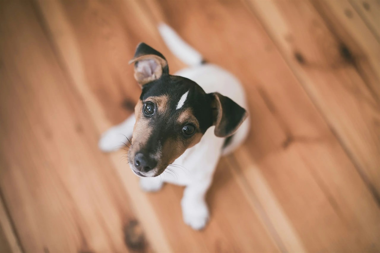 Cute Tenterfield Terrier Puppy sitting on wood flooring looking up towards the camera