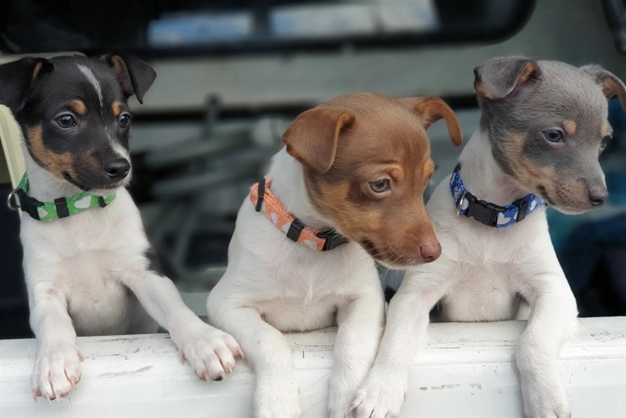 Three Tenterfield Terrier Puppies standing up againts a white fence looking sideway