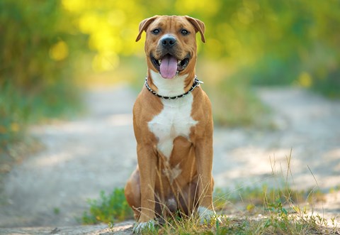 Photo of a American Staffordshire Terrier