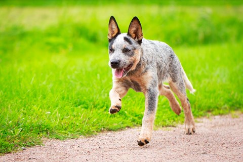 Photo of a Australian Cattle Dog