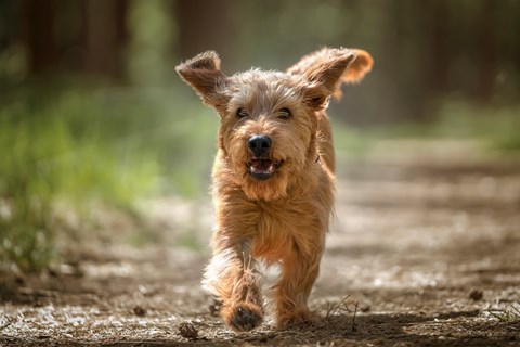 Photo of a Basset Fauve De Bretagne