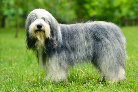 Photo of a Bearded Collie