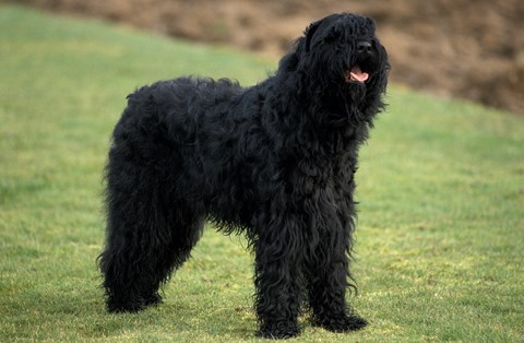 Photo of a Black Russian Terrier