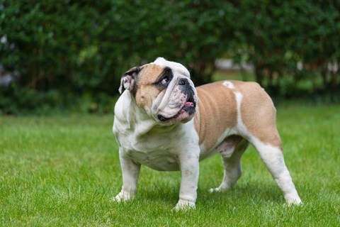 Photo of a British Bulldog