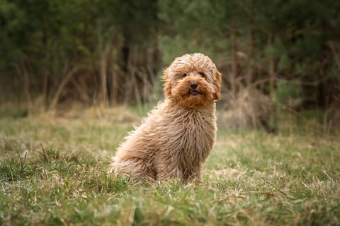 Photo of a Cavoodle