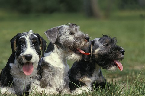 Photo of a Cesky Terrier