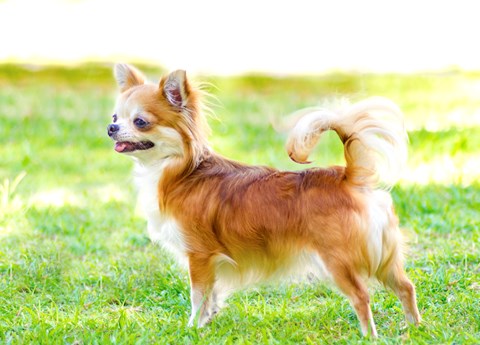 Photo of a Chihuahua (Long Coat)