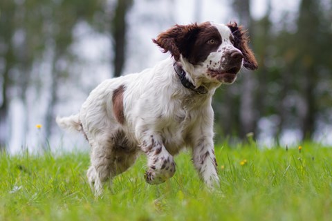 Photo of a English Springer Spaniel