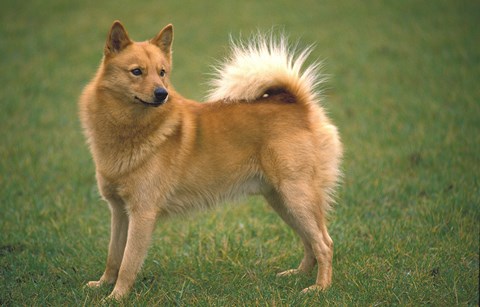 Photo of a Finnish Spitz