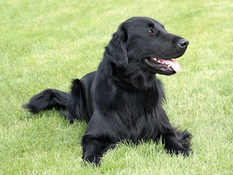 Photo of a Flat Coated Retriever