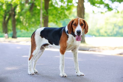 Photo of a Foxhound