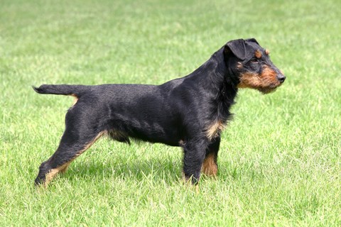 Photo of a German Hunting Terrier