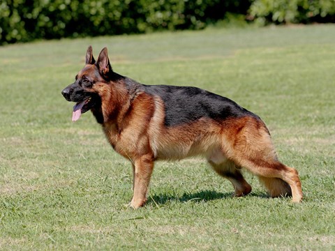 Photo of a German Shepherd Dog