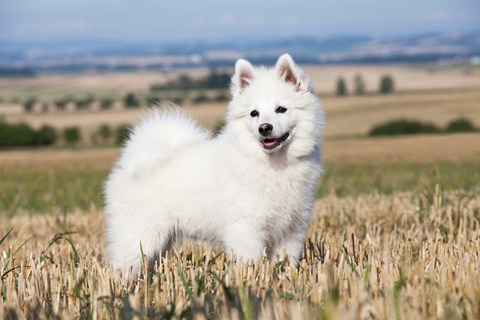 Photo of a German Spitz