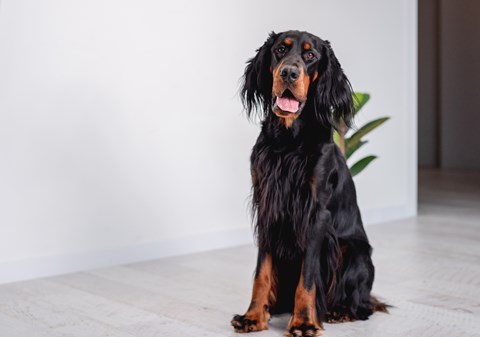 Photo of a Gordon Setter