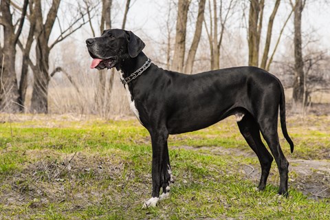 Photo of a Great Dane