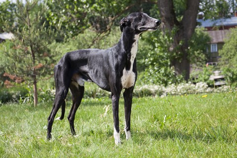 Photo of a Greyhound