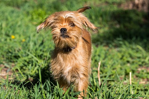 Photo of a Griffon Bruxellois