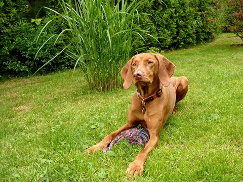 Photo of a Hungarian Vizsla