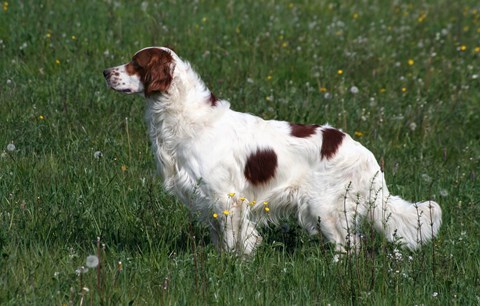 Photo of a Irish Red and White Setter