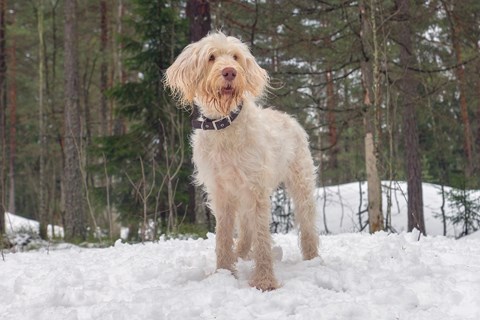 Photo of a Italian Spinone