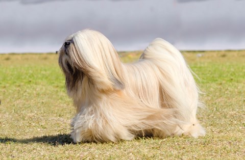 Photo of a Lhasa Apso