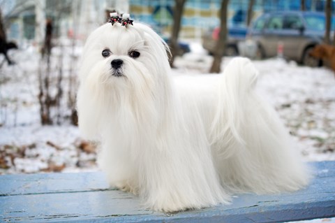 Photo of a Maltese