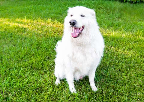 Photo of a Maremma Sheepdog