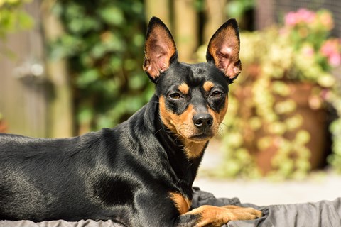 Photo of a Miniature Pinscher