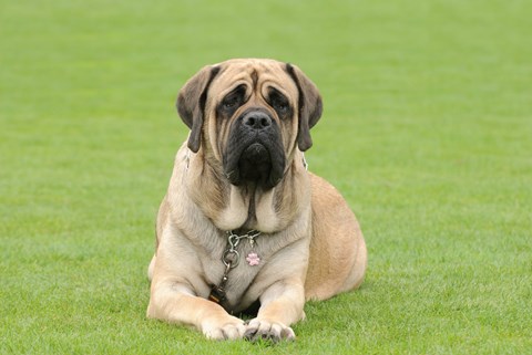 Photo of a Mastiff