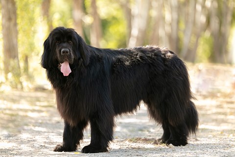 Photo of a Newfoundland