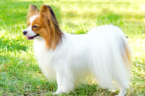 Photo of a Papillon