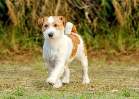 Photo of a Parson Russell Terrier