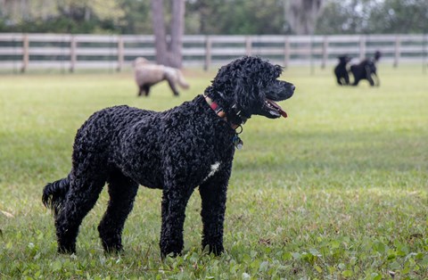 Photo of a Portuguese Water Dog