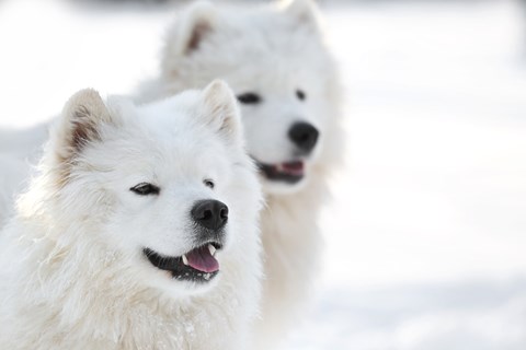 Photo of a Samoyed