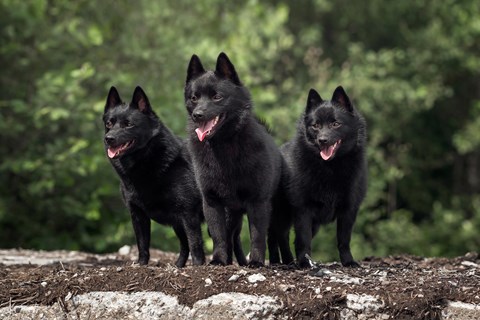 Photo of a Schipperke