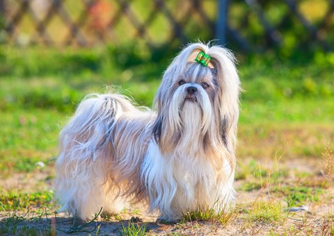 Photo of a Shih Tzu