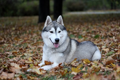 Photo of a Siberian Husky