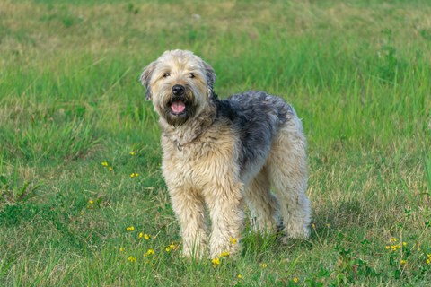 Photo of a Soft-Coated Wheaten Terrier