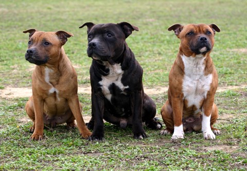 Photo of a Staffordshire Bull Terrier