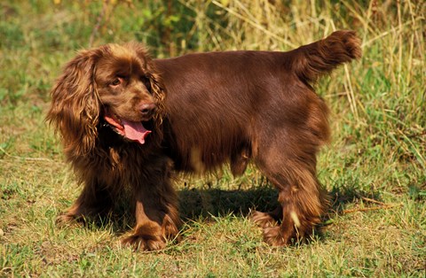 Photo of a Sussex Spaniel