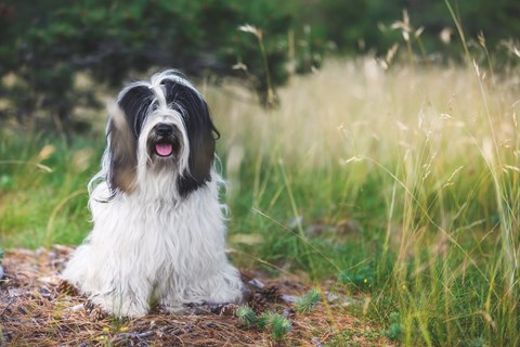 Photo of a Tibetan Terrier