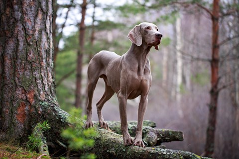 Photo of a Weimaraner