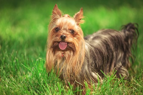 Photo of a Yorkshire Terrier